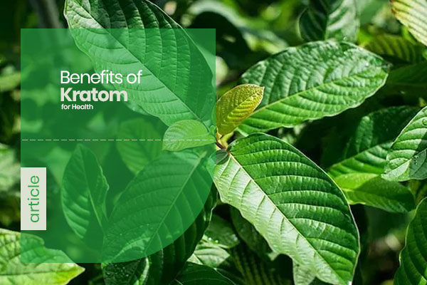 Benefits Of Kratom For Health – Farmer Borneo