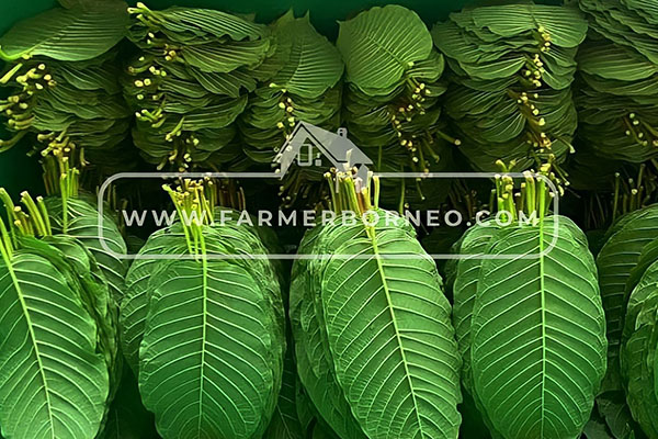 Farmer Borneo – Distributor Of Kratom In Indonesia